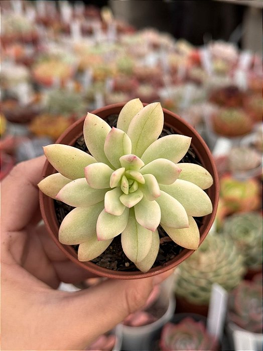 Echeveria mini belle variegata P Sem raiz