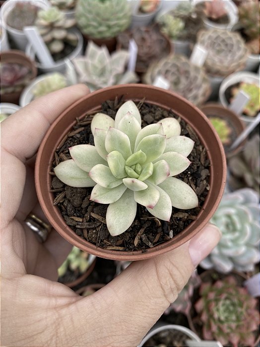 Echeveria mini belle variegata P Sem raiz
