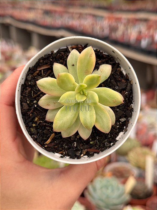 Echeveria mini belle variegata