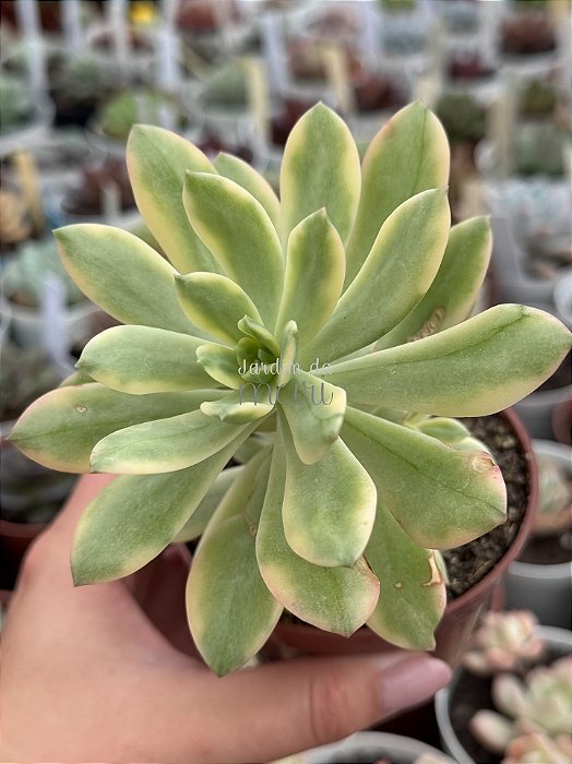 Echeveria mini belle variegata G