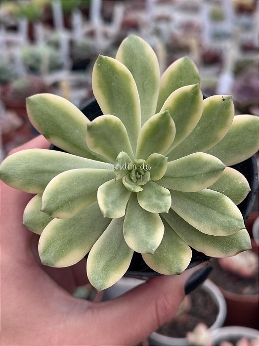 Echeveria mini belle variegata (sem raiz)