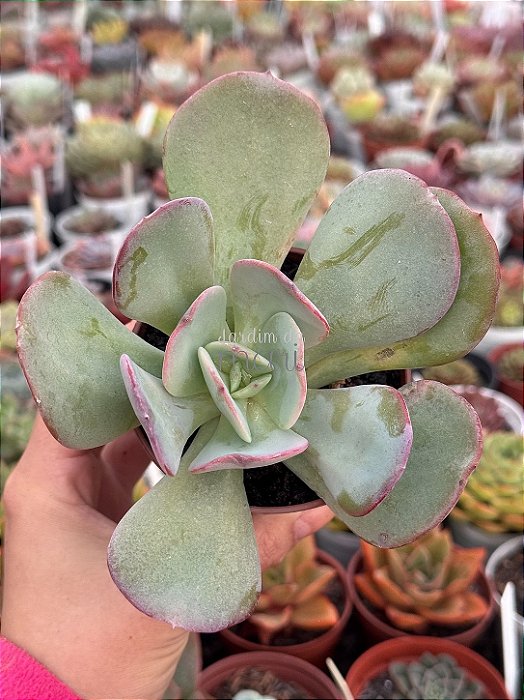 Echeveria gila