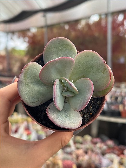 Echeveria gila