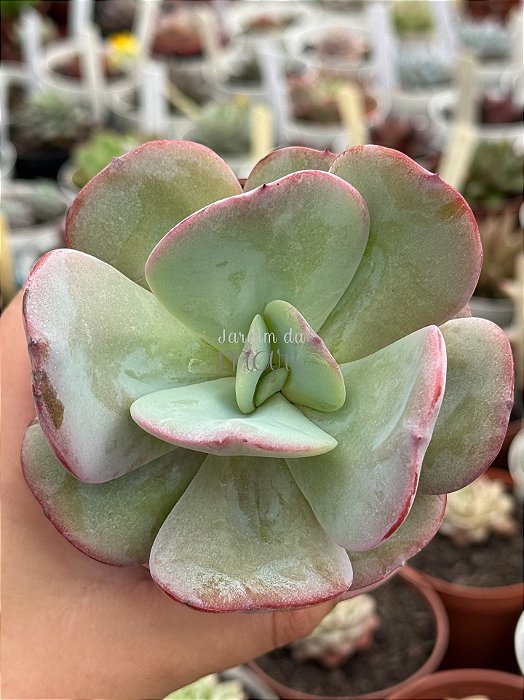Echeveria gila