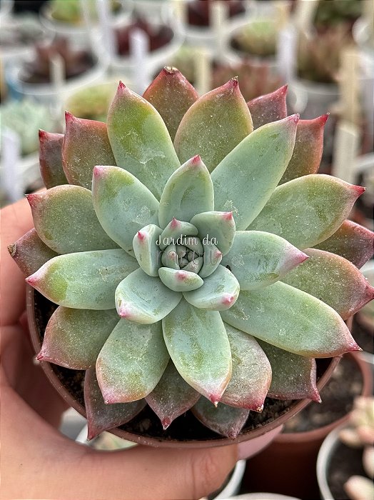 Echeveria colorata brandtii
