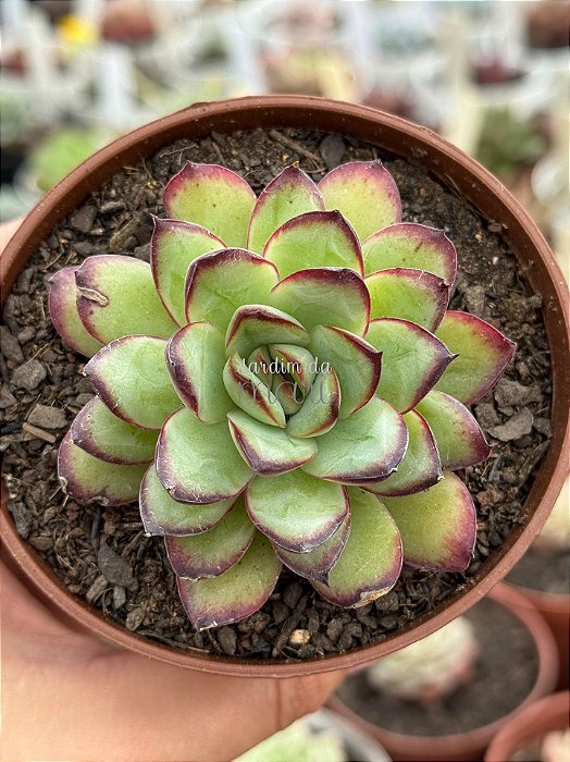 Echeveria flamenco