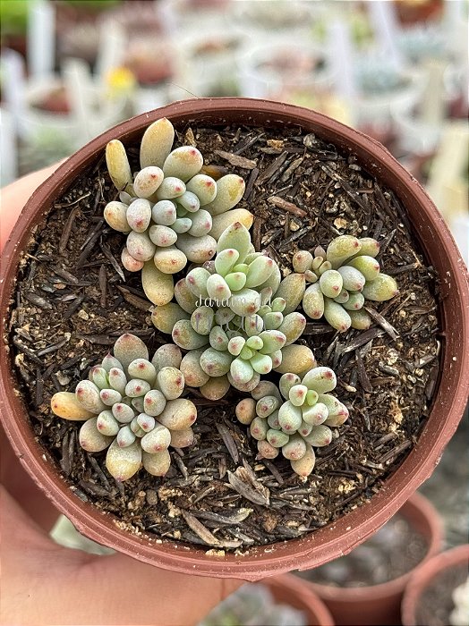 Graptopetalum pachyphyllum rose