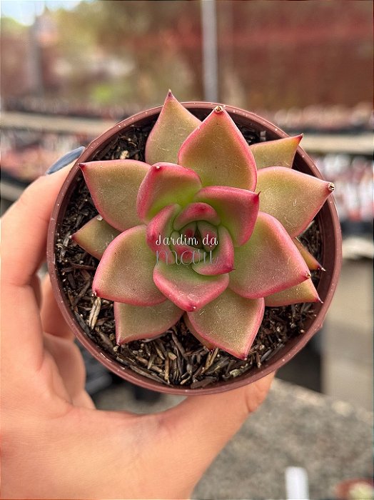 Echeveria agavoides antares