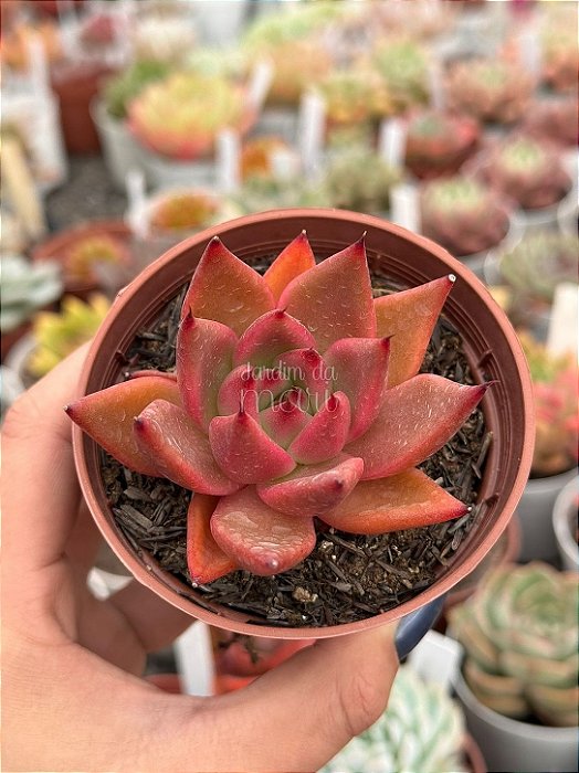 Echeveria agavoides antares