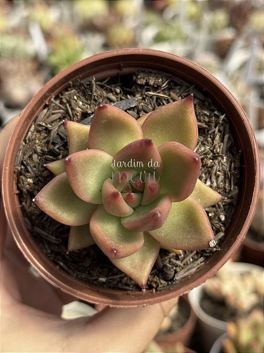 Echeveria agavoides antares