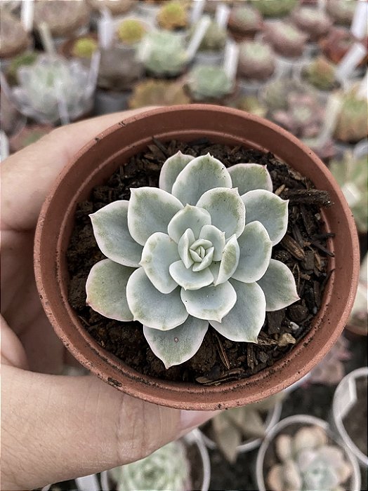 Echeveria lemon lime variegata