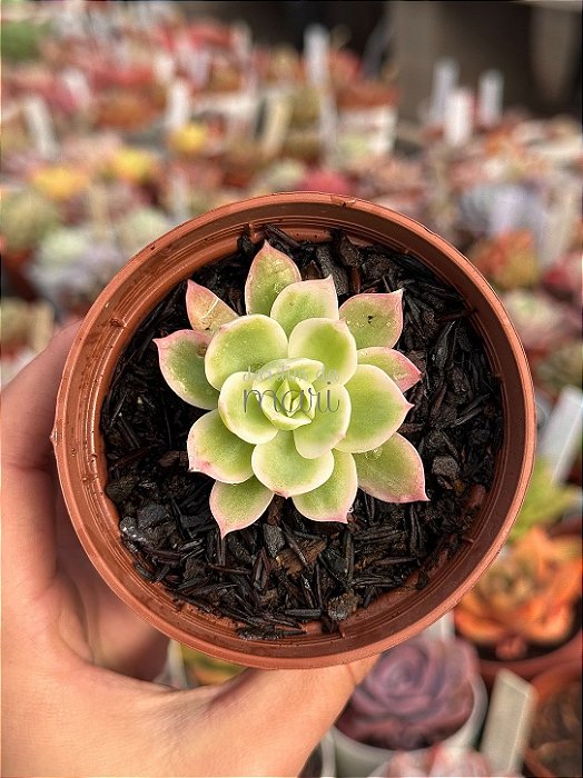 Echeveria lemon lime variegata