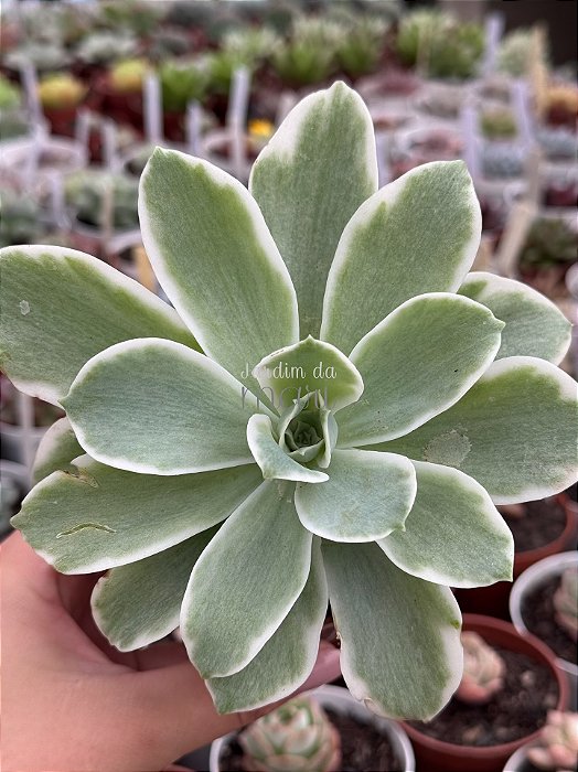Echeveria lemon rose variegata G