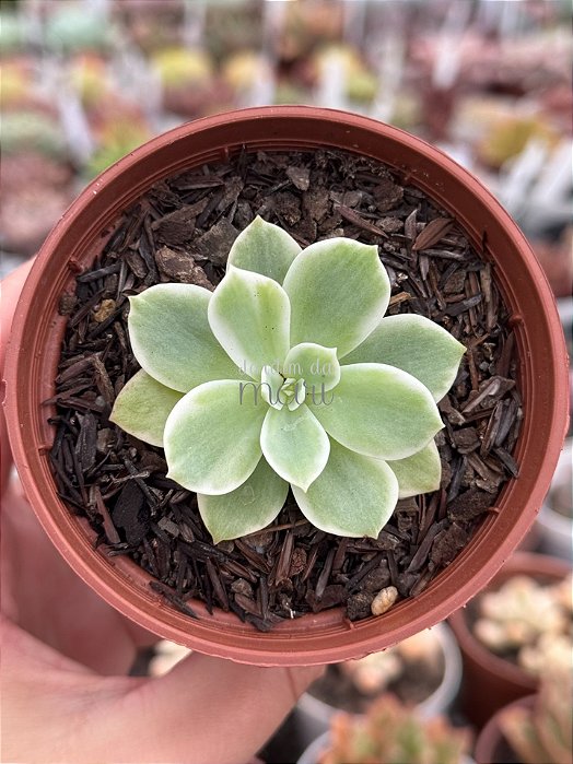 Echeveria lemon rose variegata
