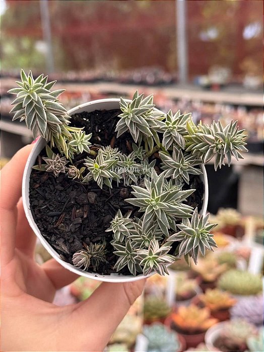 Sedum lineare variegata