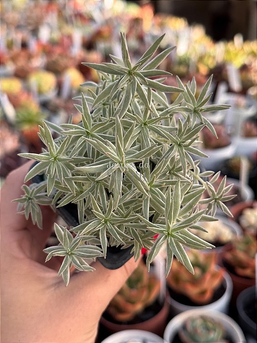 Sedum lineare variegata