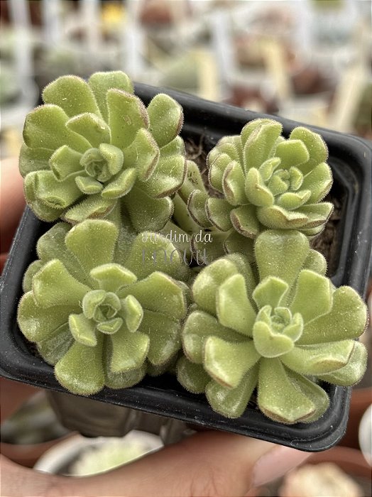 Sedum versadence chocolatense