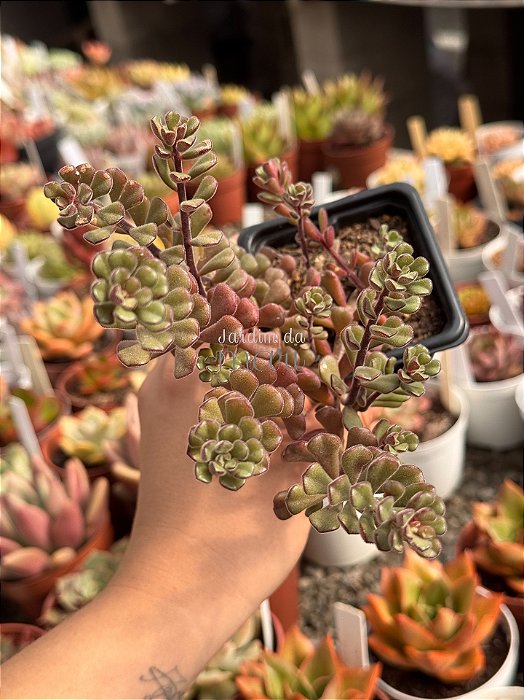 Sedum versadence chocolatense