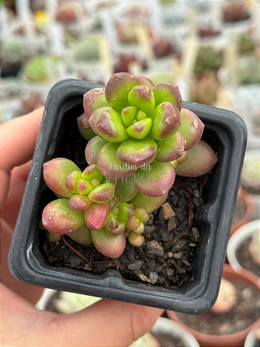 Sedum lucidum obesum