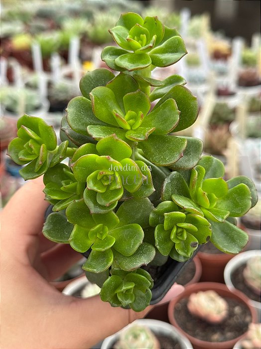 Echeveria multicaulis lipstick