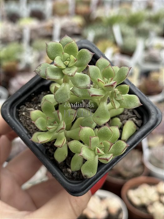 Echeveria supia