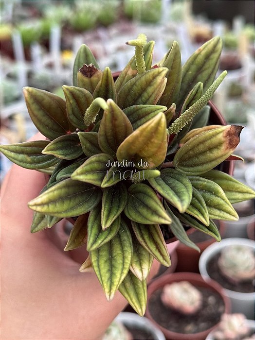Peperomia caperata rosso