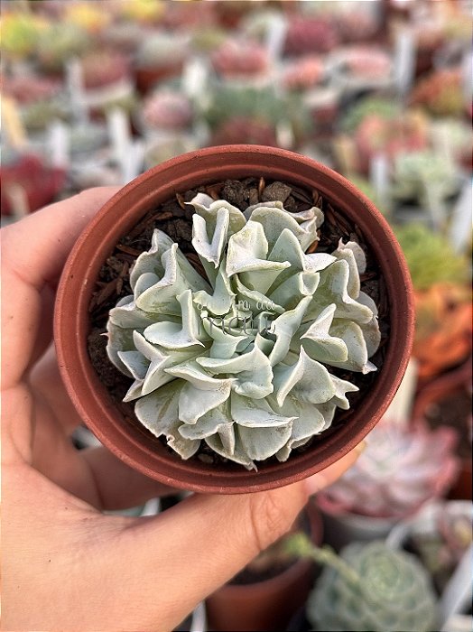 Echeveria nichii