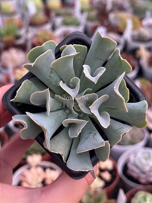 Echeveria nichii