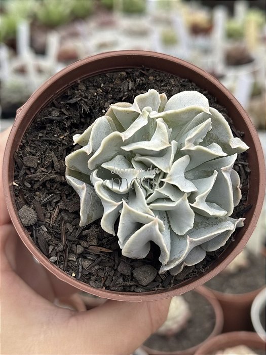 Echeveria nichii