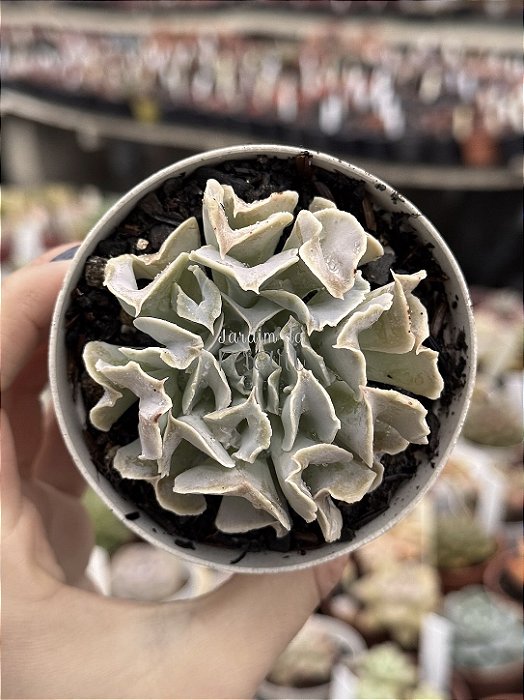 Echeveria nichii