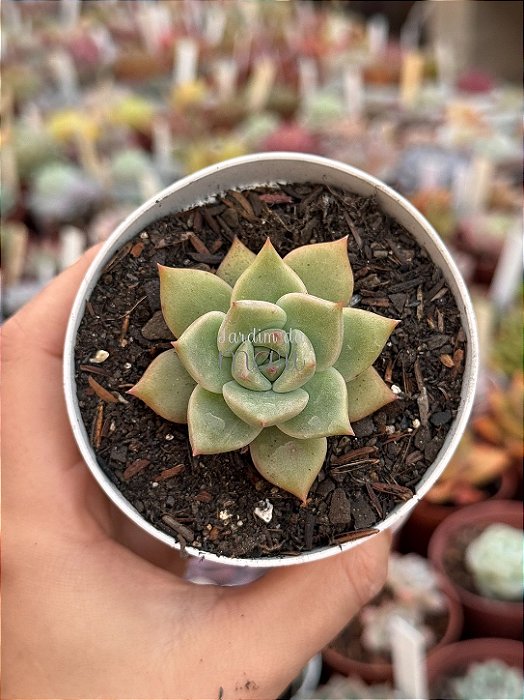 Echeveria chimera