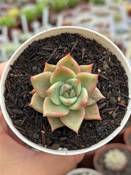 Echeveria chimera (matriz variegata)