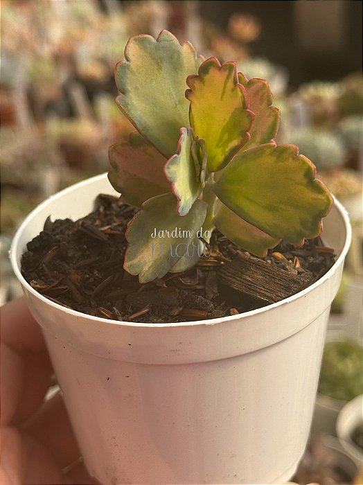 Kalanchoe aurora borealis