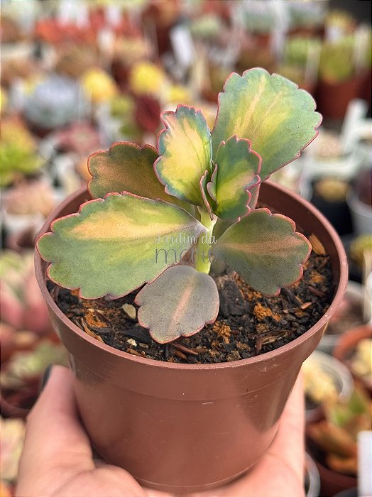 Kalanchoe aurora borealis