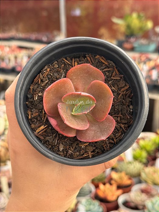 Echeveria suyon (sem raiz)