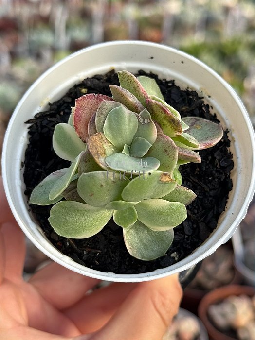 Echeveria suyon variegata