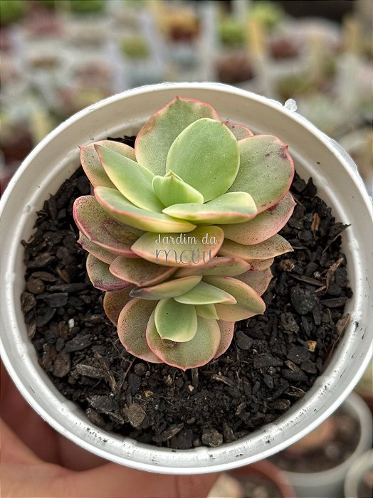 Echeveria suyon variegata