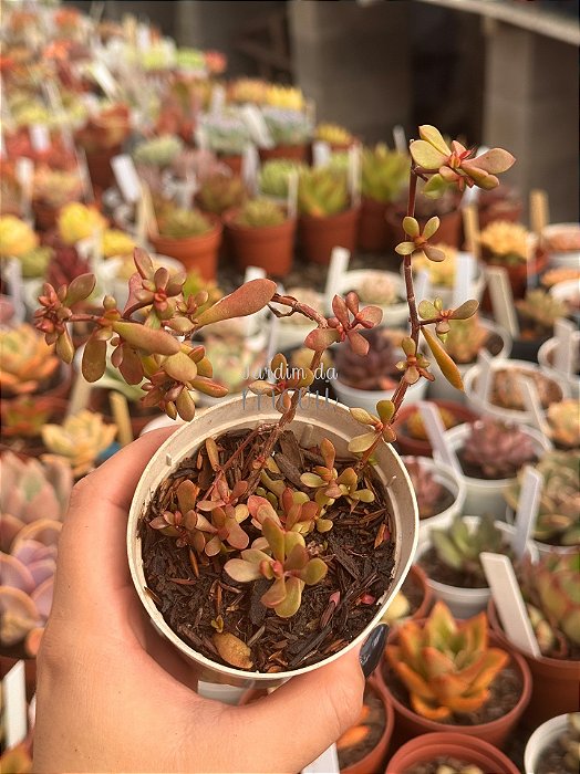 Crassula atropurpurea