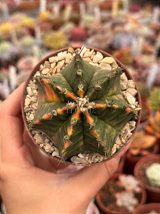 Gymnocalycium mihanovichii 02