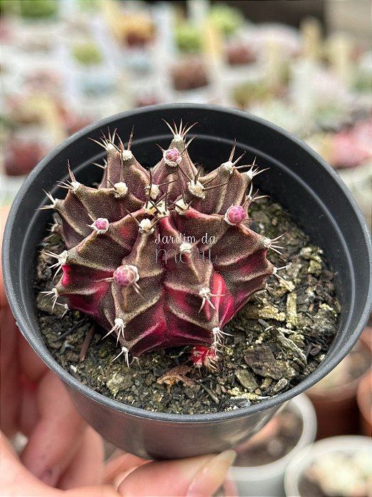Gymnocalycium mihanovichii 01