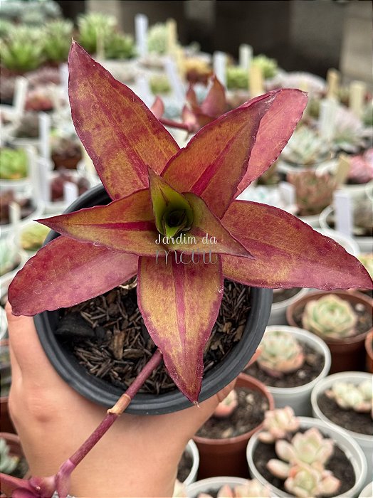 Callisia fragans