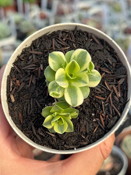 Orostachys malacophylla variegata