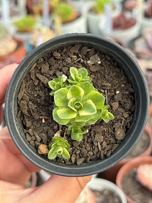 Orostachys malacophylla variegata