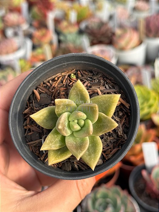 Echeveria citrina