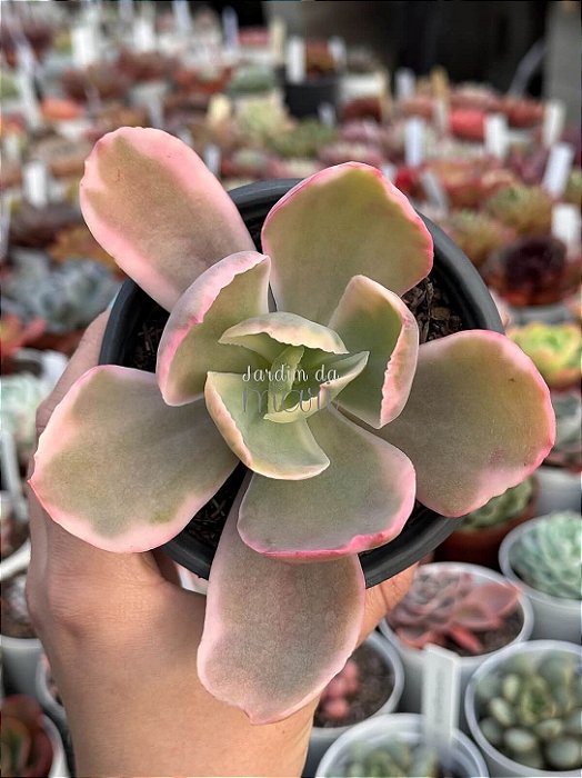 Echeveria sweet snow variegata G