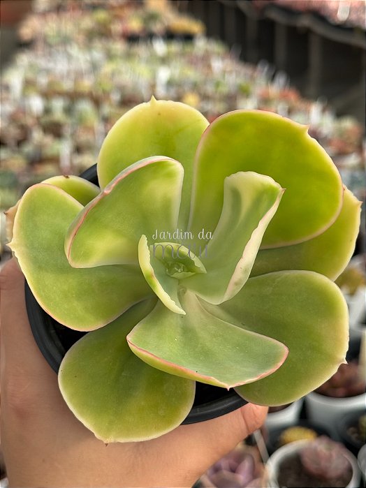 Echeveria sweet snow variegata G