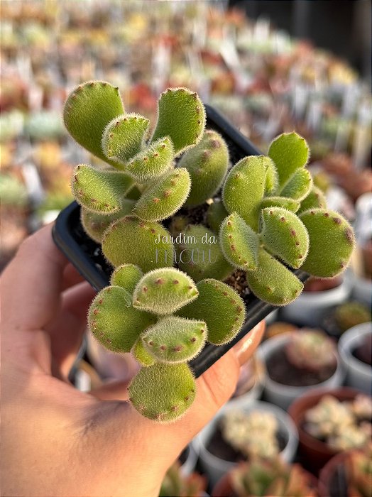 Cotyledon tomentosa