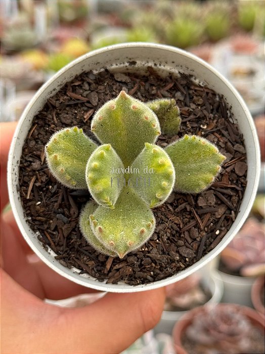 Cotyledon tomentosa variegata