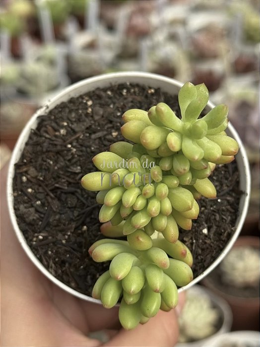 Sedum Alice evans cristata