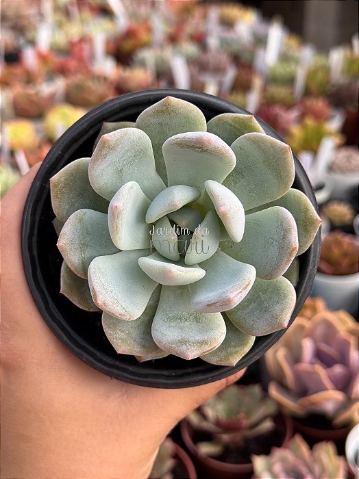 Echeveria monroe